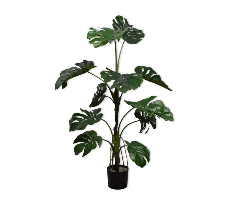 Monstera Green Medium