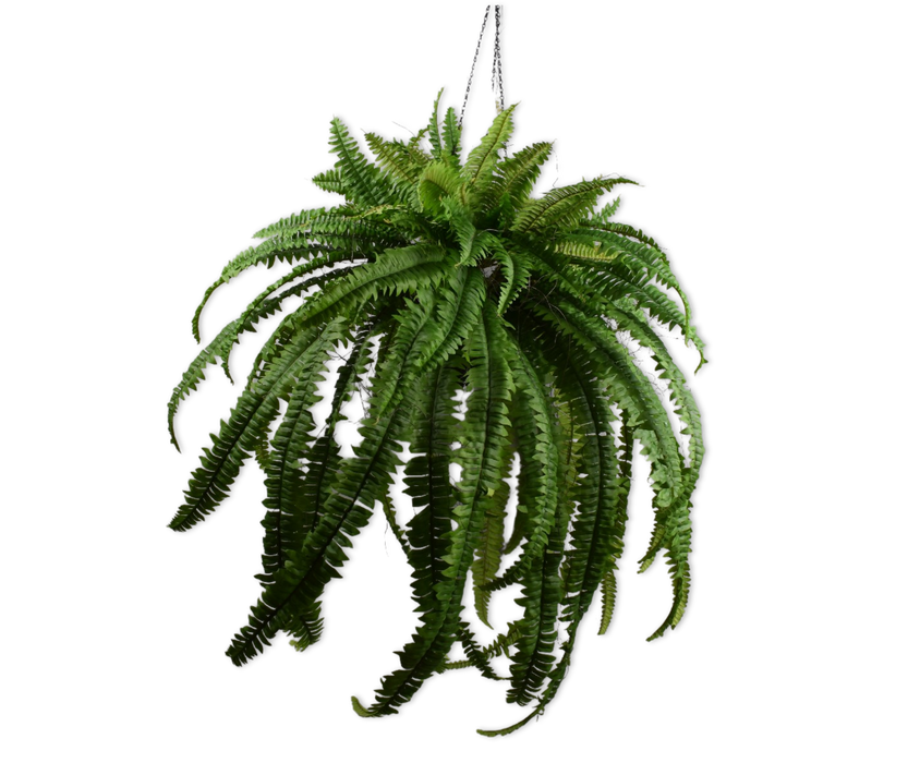 Large Hanging Fern