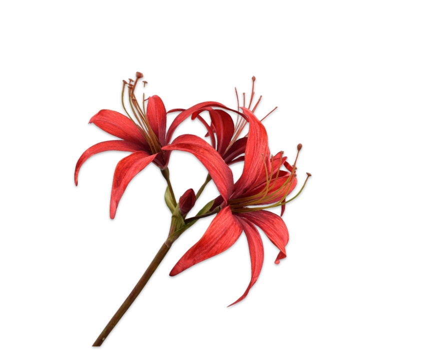 Amaryllis Stem Red