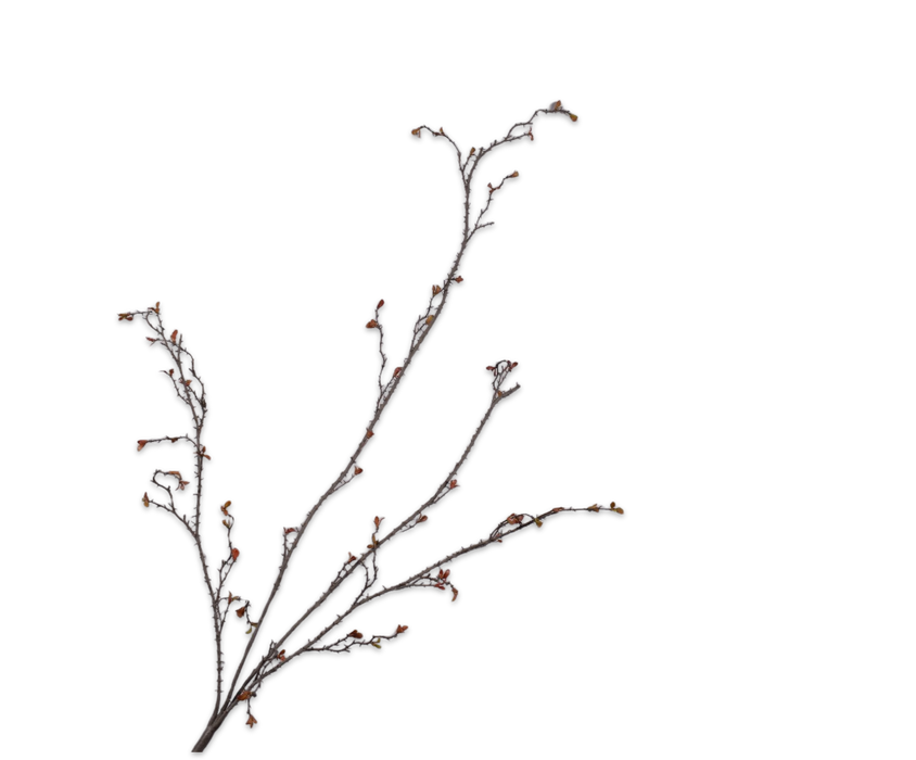 Small Leaved Twig Spray