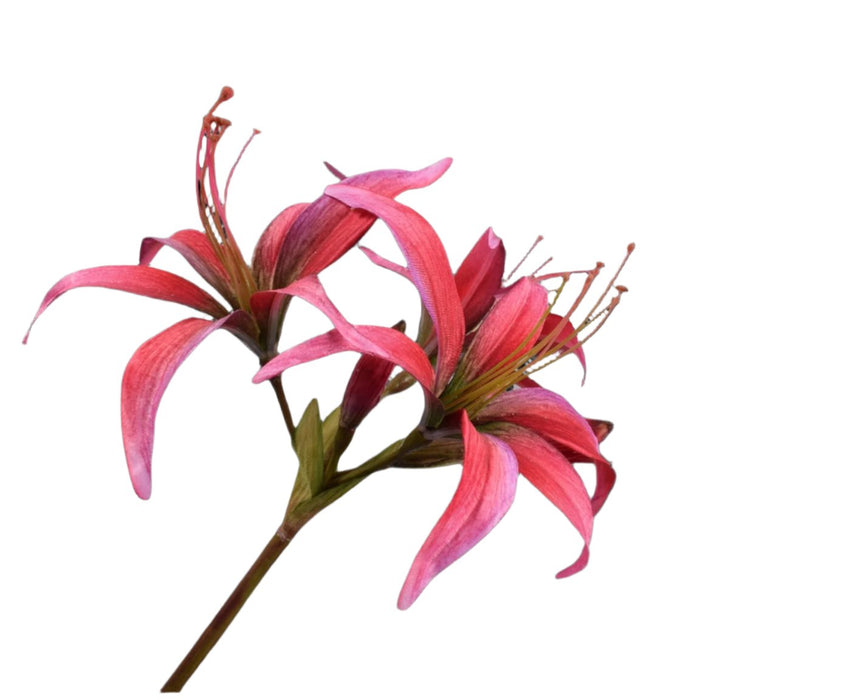 Amaryllis Stem Pink