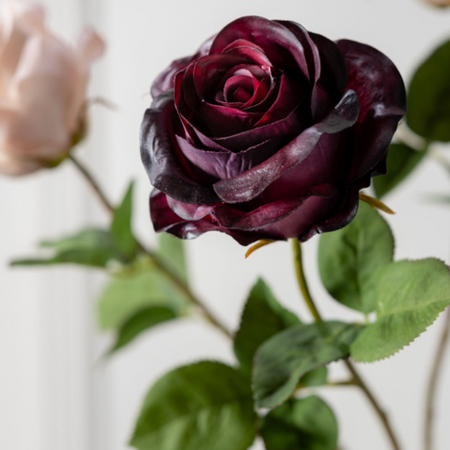 Burgundy rose with pale roses in background
