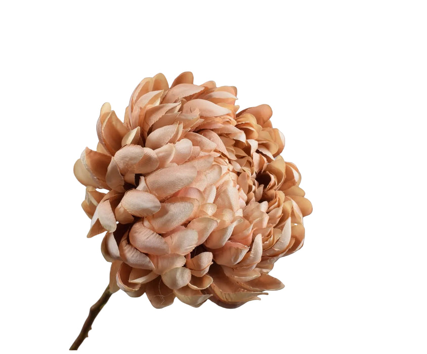 Close-up of a beige chyrsanthemum on a white background