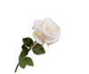 White rose with green leaves on a white background