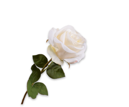 White rose with green leaves on a white background