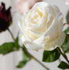 Close-up of a white rose with green leaves on a light background