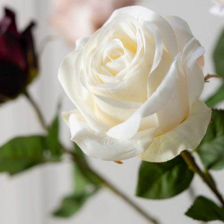 Close-up of a white rose with green leaves on a light background