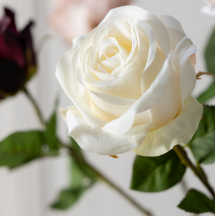 Close-up of a white rose with green leaves on a light background
