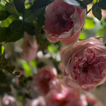 Close-up of pink flowers with green leaves