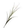 Single branch of ornamental grass on a white background