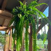 Trailing hanging fern foliage plant suspended from high beam in barn-style room overlooking garden