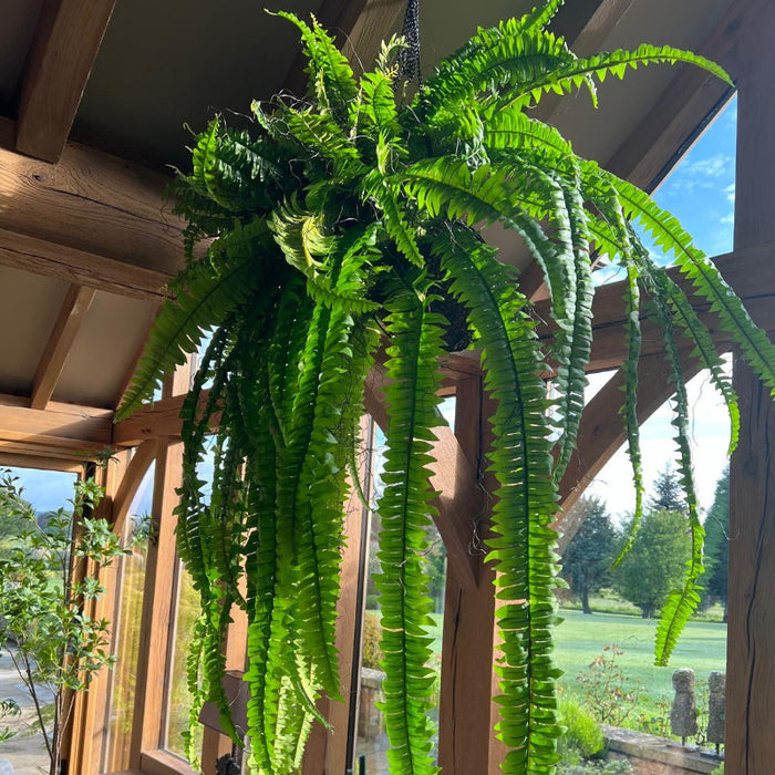 Trailing hanging fern foliage plant suspended from high beam in barn-style room overlooking garden