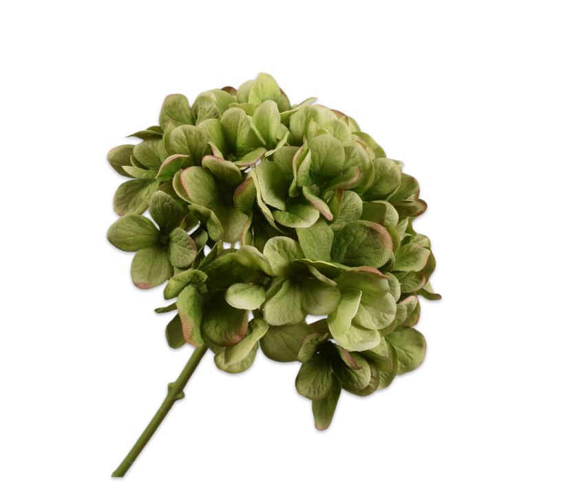 A close-up image of a single hydrangea flower with green and burgundy petals.