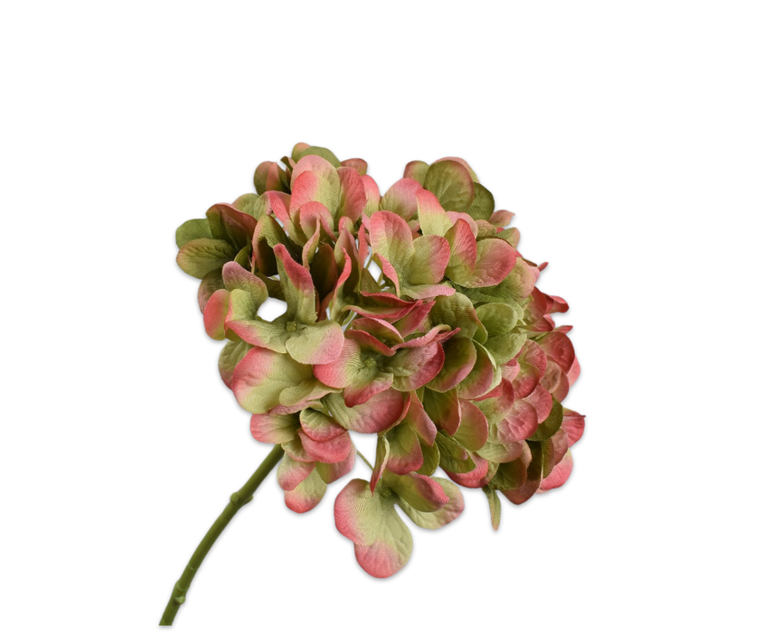 A close-up image of a single hydrangea flower with green and mauve petals.