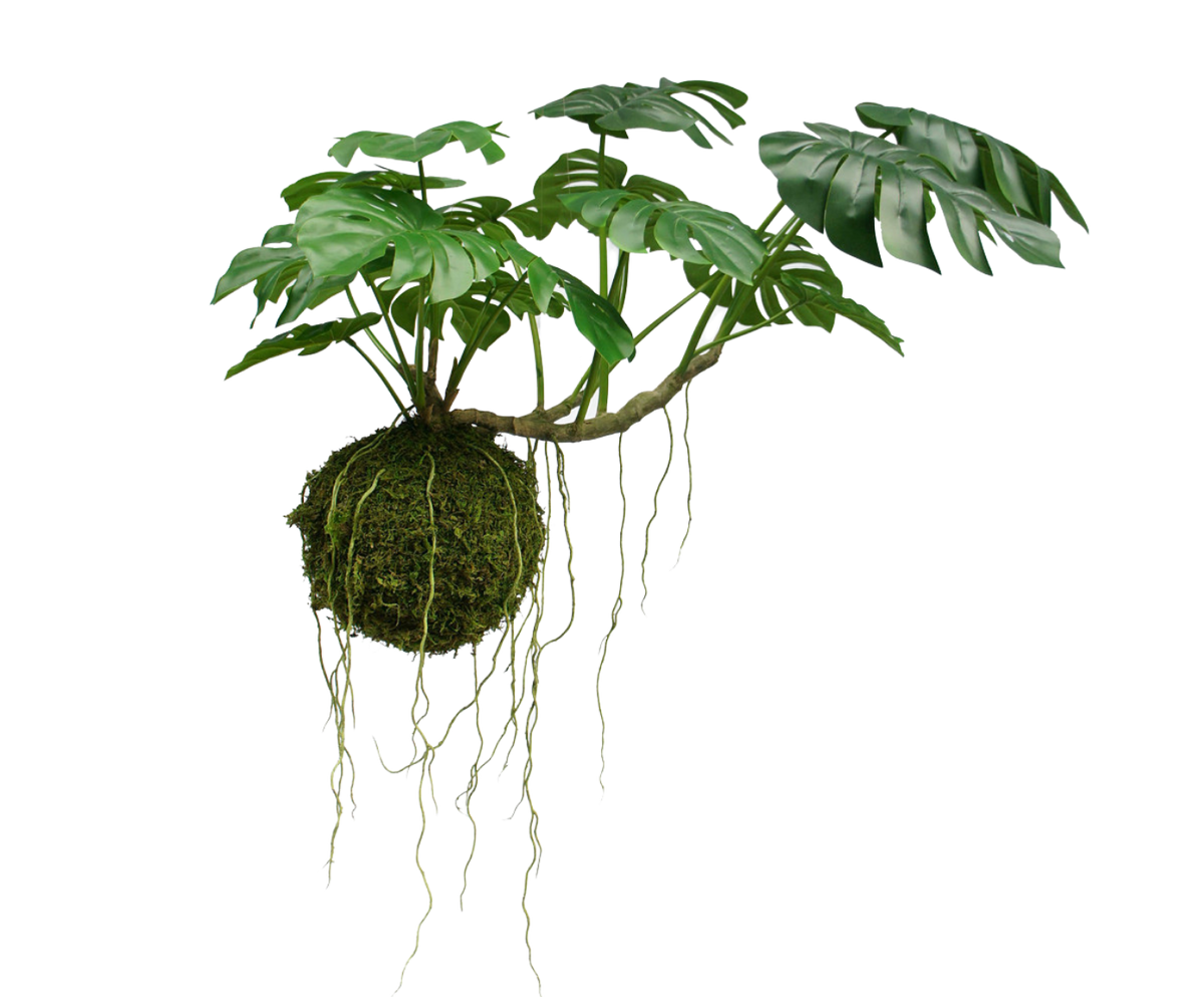 Monstera Hanging Plant– Garden Gate