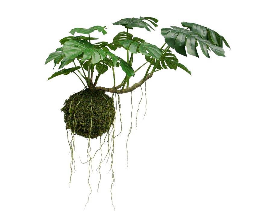 A hanging Monstera plant with green leaves and visible roots on a white background.