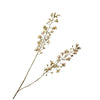 Hyacinth stem with small flowers on a white background