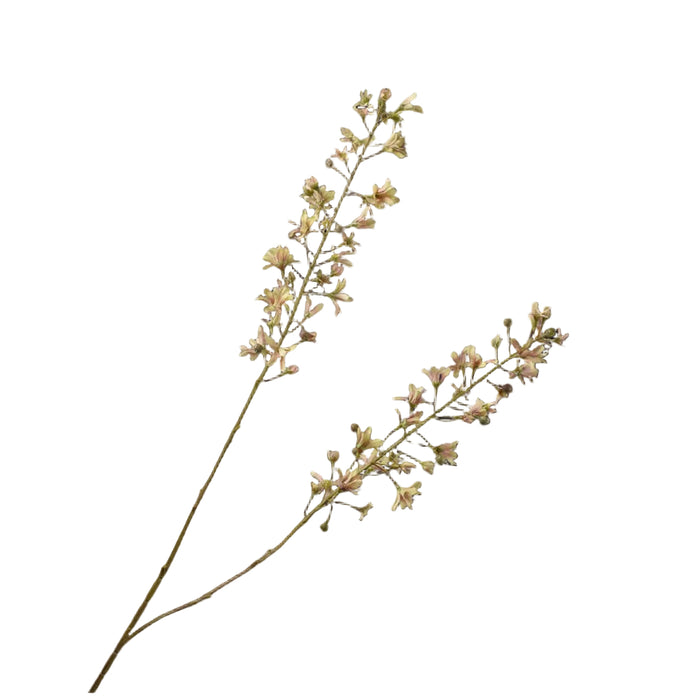 Hyacinth stem with small flowers on a white background