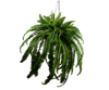 Green hanging fern on a white background