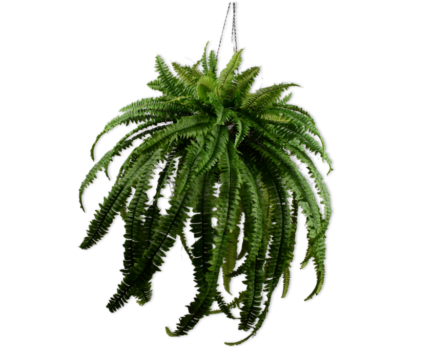 Green hanging fern on a white background