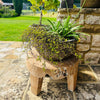 Rustic teak organic style low stool-table with plants on top on patio