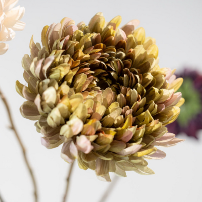 Mauve tinged pink chrysanthemum flower