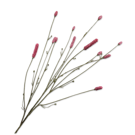 A spray of pink flowers from the Sanguisorba plant on a dark background.