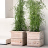Two square teak planters by Gommaire with green plants, placed on a white surface with a neutral background.