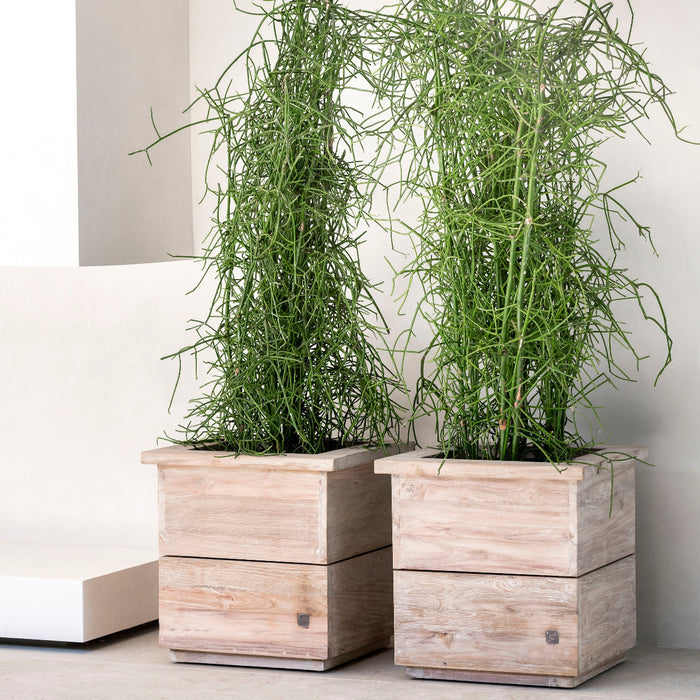 Two square teak planters by Gommaire with green plants, placed on a white surface with a neutral background.